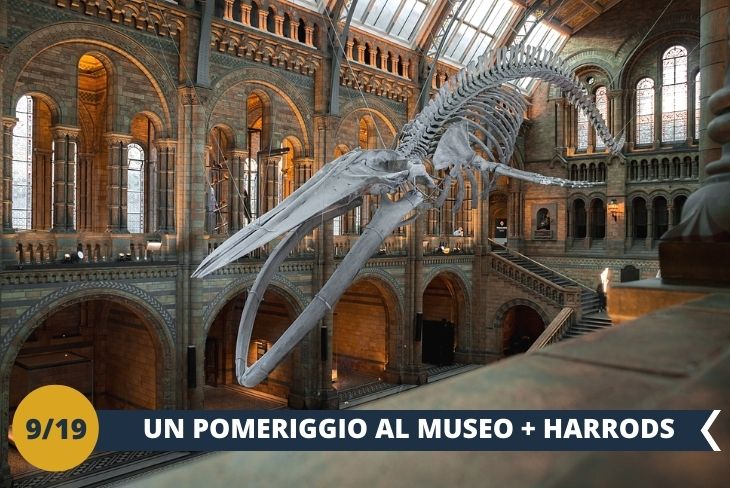 Visita al Museo di Storia naturale, con tantissime specie animali particolarissime e shopping ai magazzini più famosi di Londra: Harrods! (escursione mezza giornata)